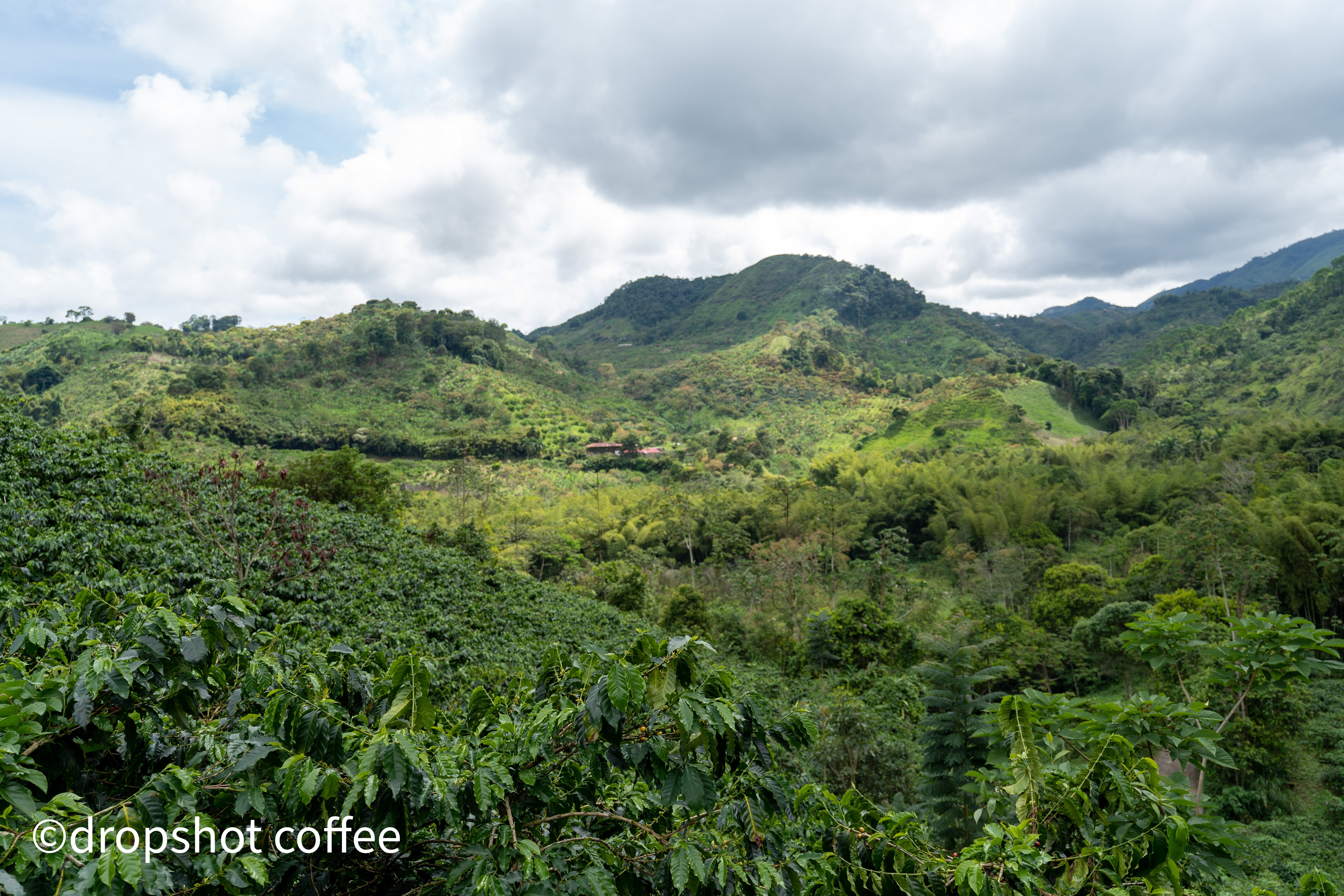 COLUMBIA EL VERGEL ESTATE 1KG – Dropshot Coffee
