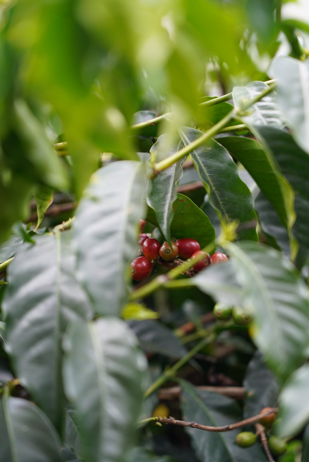 COSTA RICA SAN ISIDRO 1KG