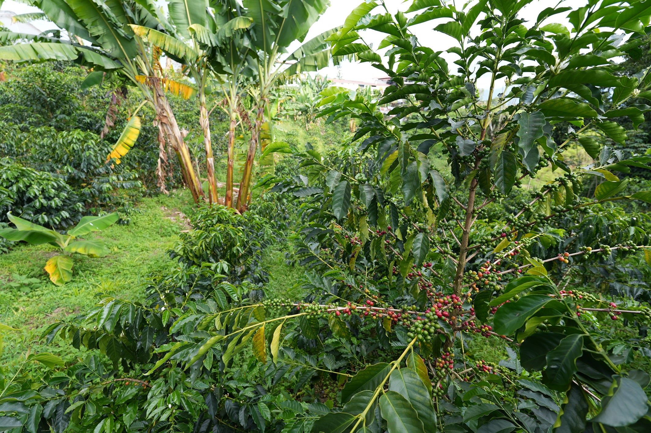 COLUMBIA SUDAN RUME EDWIN NORENA 1KG