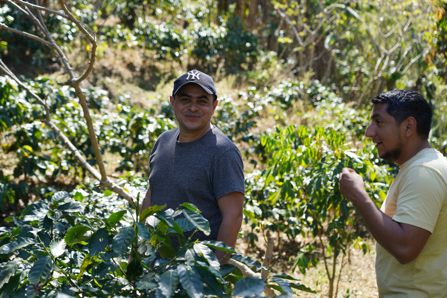 HONDURAS ROY ALEXANDER HERNANDEZ 250g