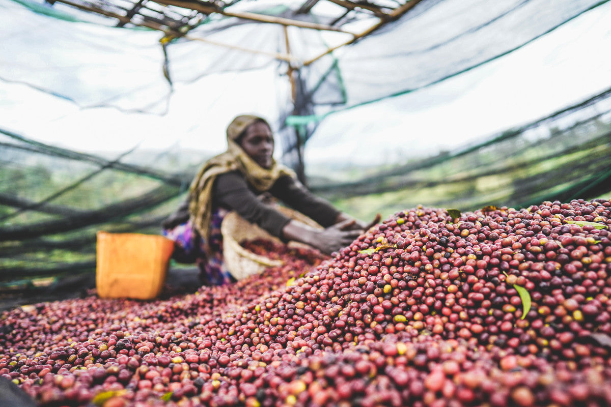 ETIOPIA NATURAL RUMUDAMO 250G