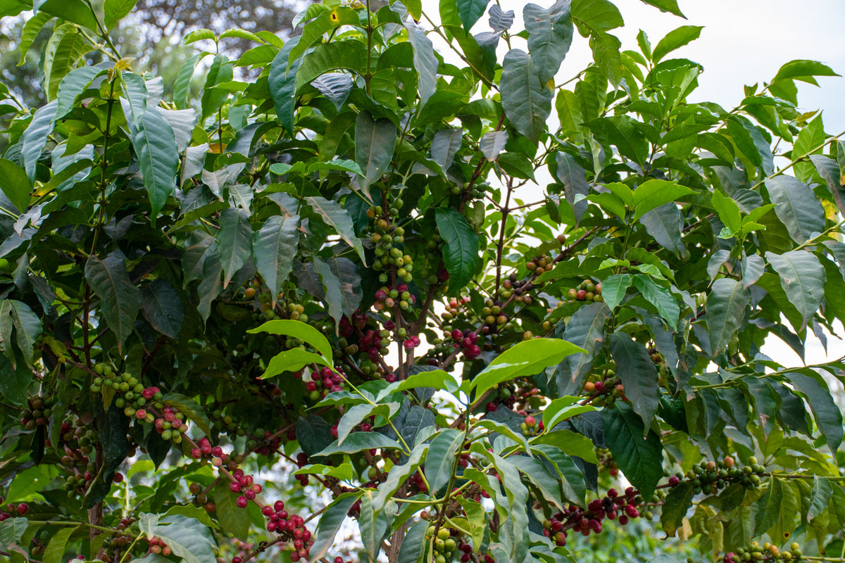KENYA TEGU NECTAROSA 250G