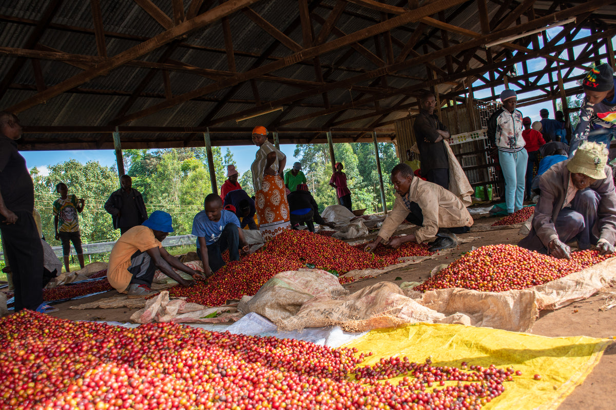 KENYA TEGU NECTAROSA 250G