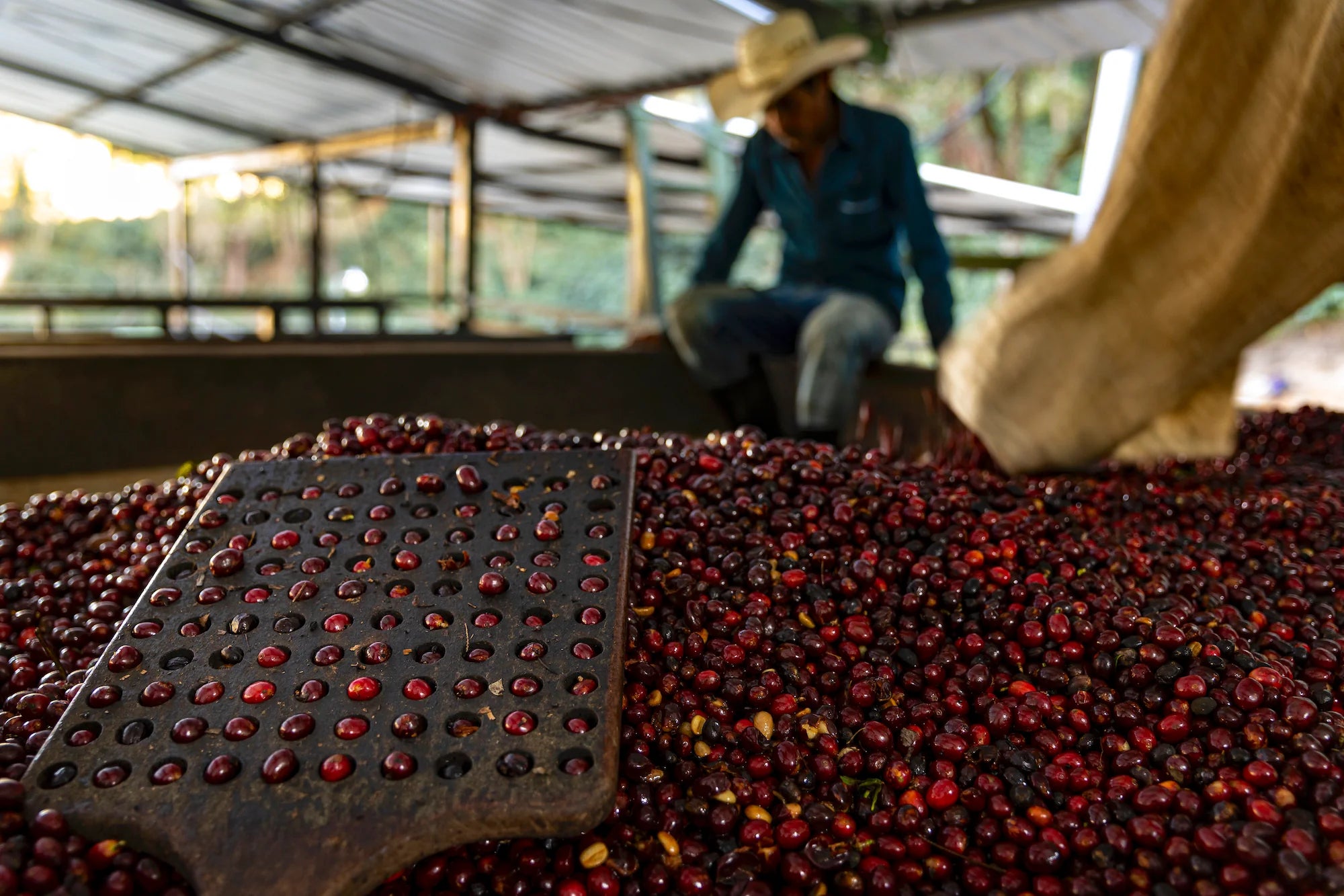 GUATEMALA GEISHA EL SOCORRO 200G