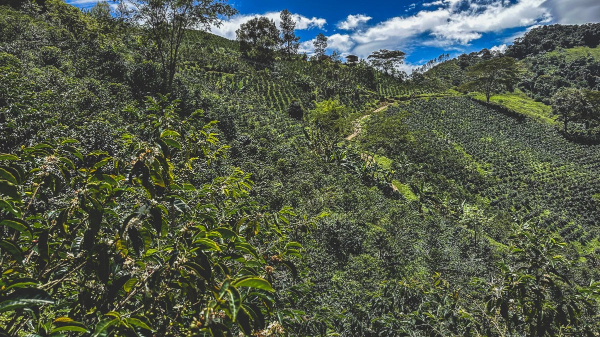 COLOMBIA EL JARDIN ELIAS ROJAS 250g