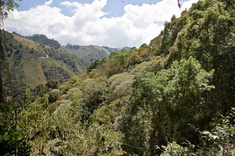 GUATEMALA GEISHA EL SOCORRO 200G