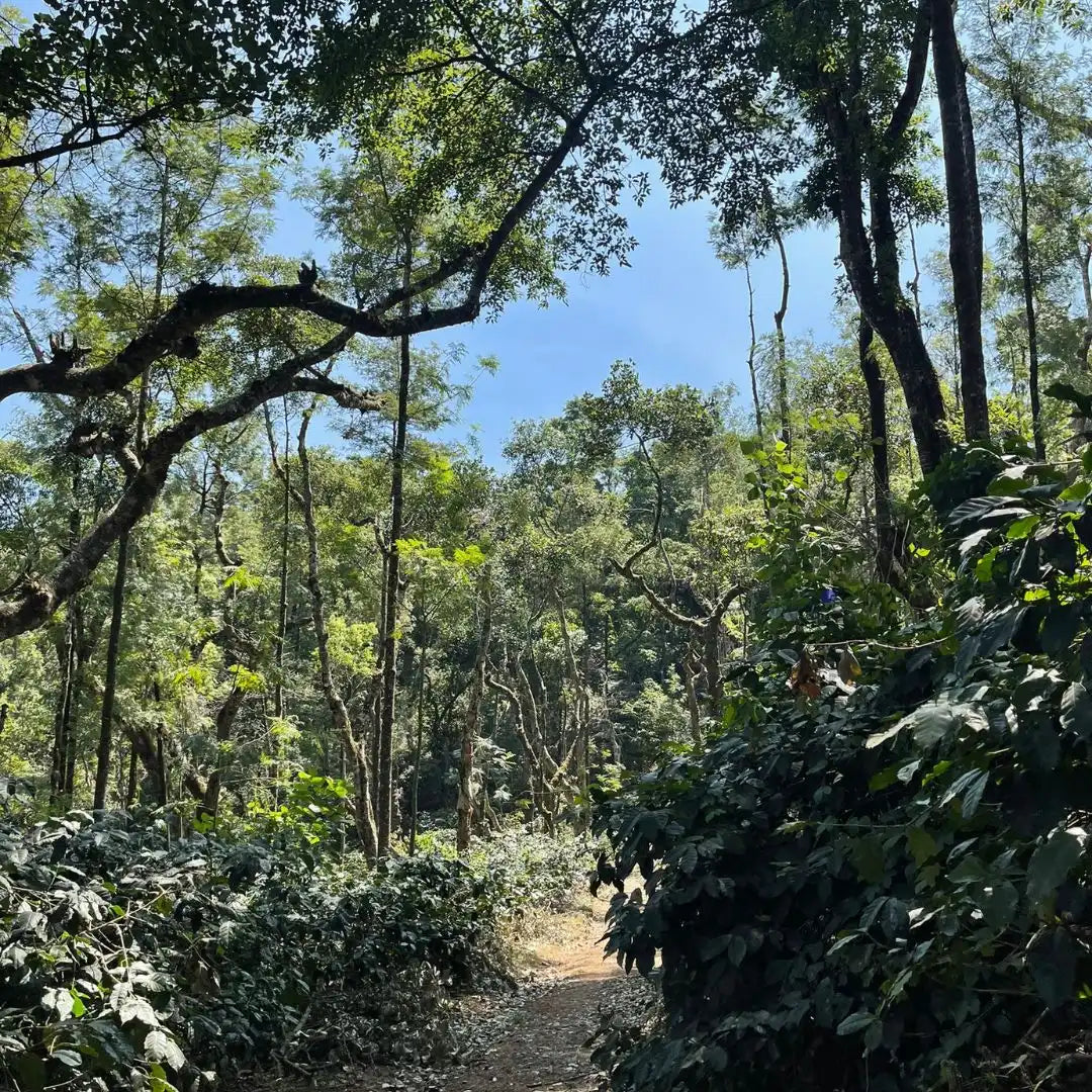 INDIA HULIKERE ESTATE 250G