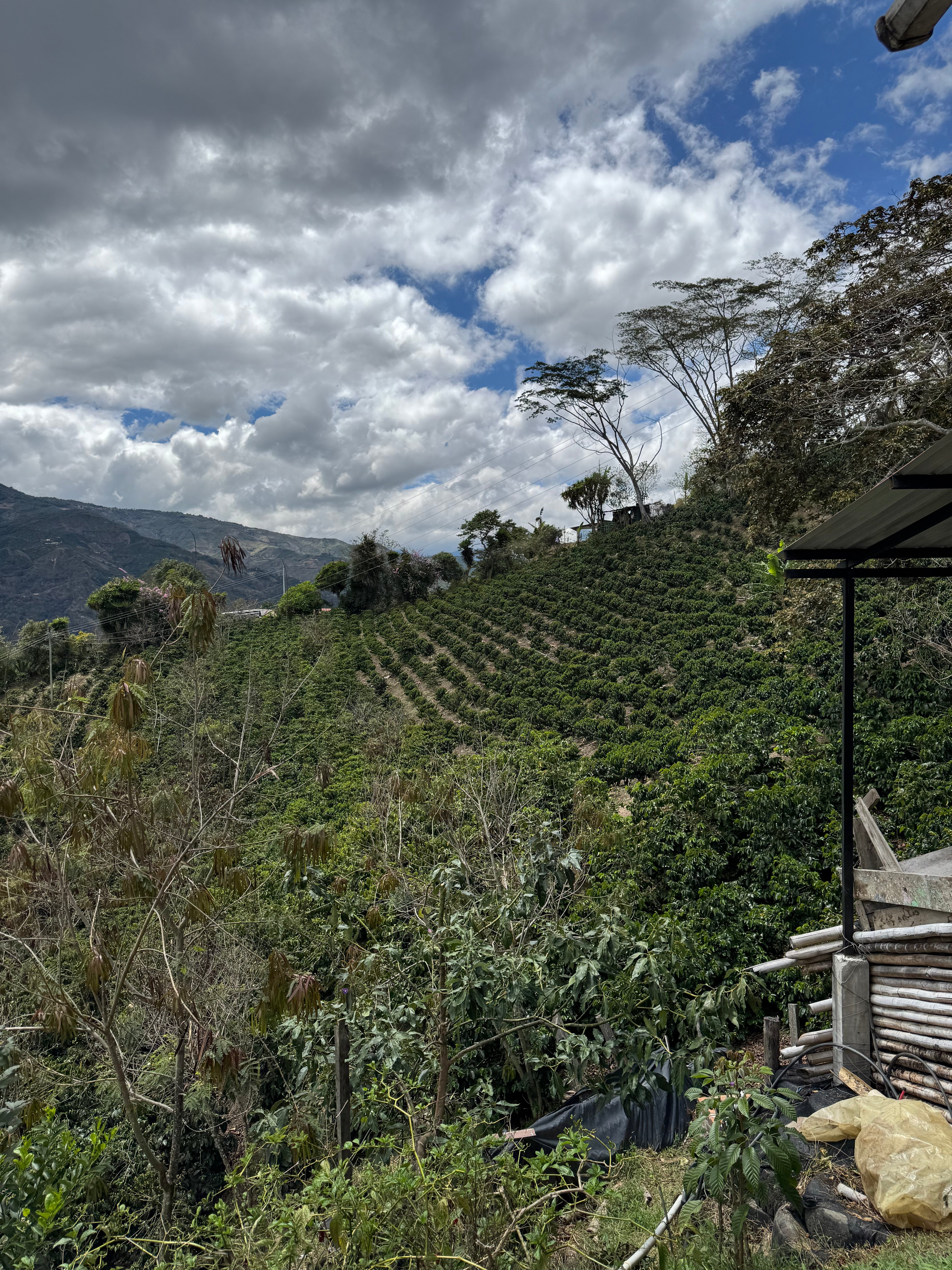 COLUMBIA PINK VOLCANO 1KG