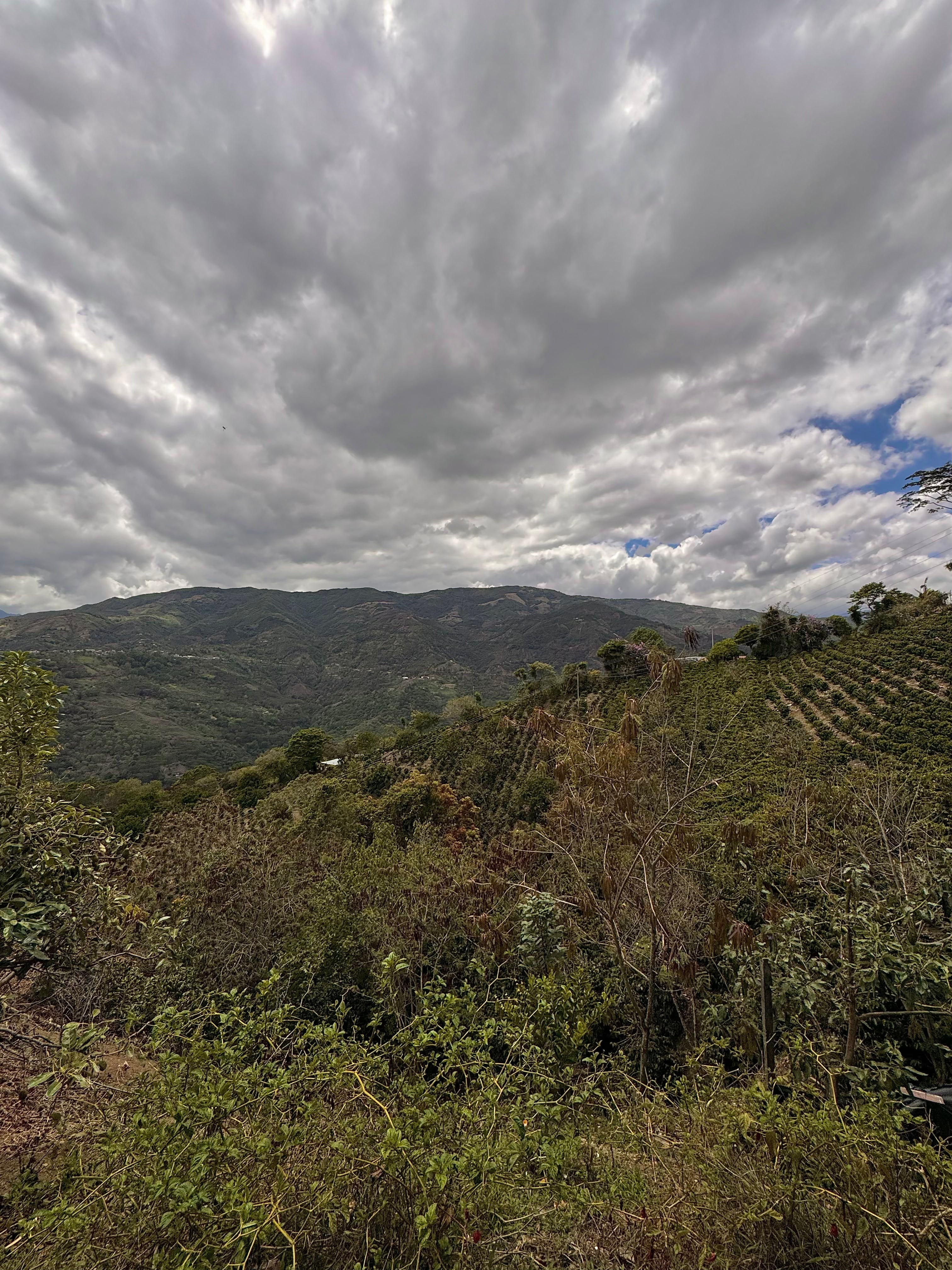 COLUMBIA MOJITO MIRAGE 250G