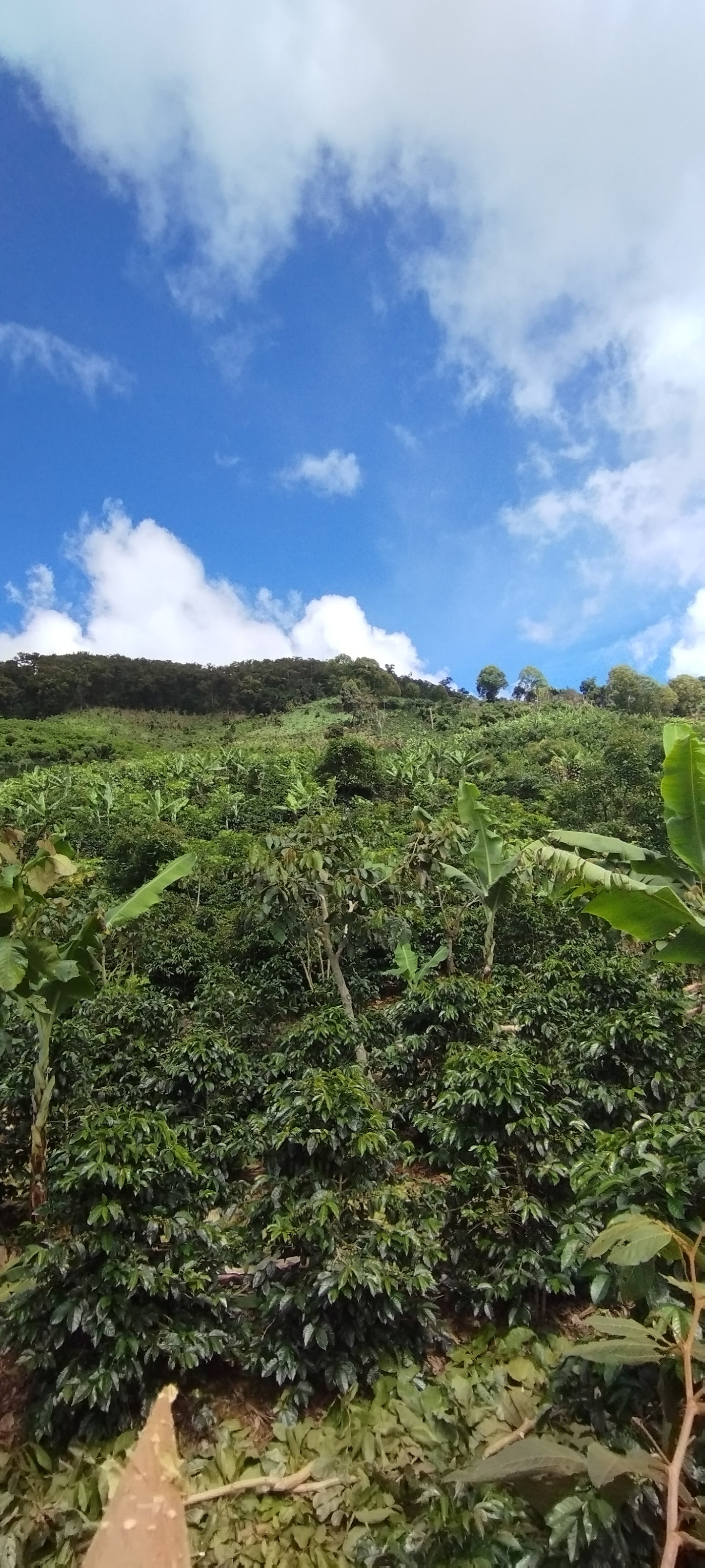 COSTA RICA EL RAYO 1KG