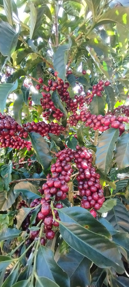 COSTA RICA EL RAYO 250G