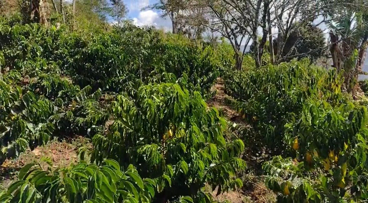 COLUMBIA WILSON JANAMEJOY GEISHA SPECIAL AUCTION LOT 250G