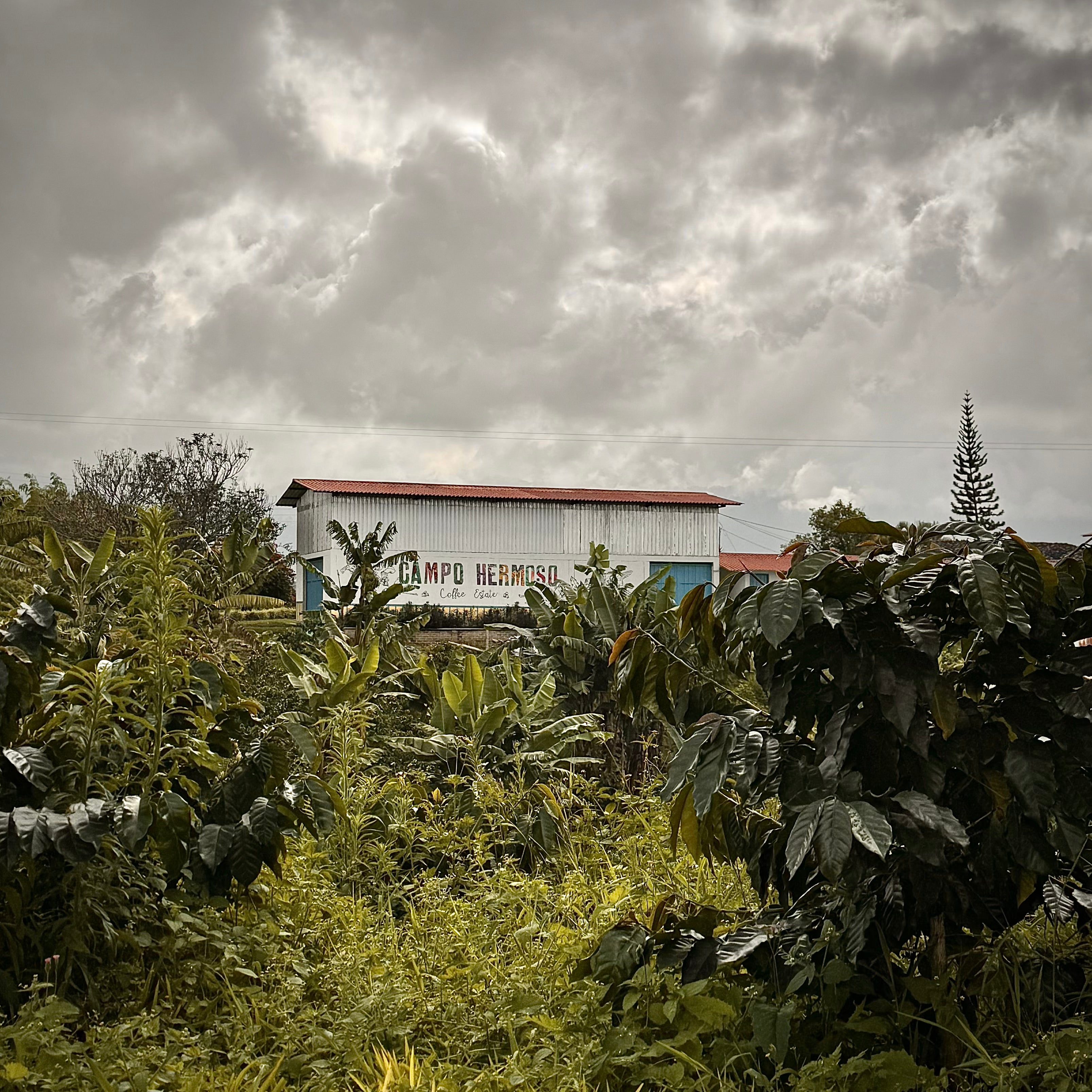 COLOMBIA TOFFEE BANANA 1KG