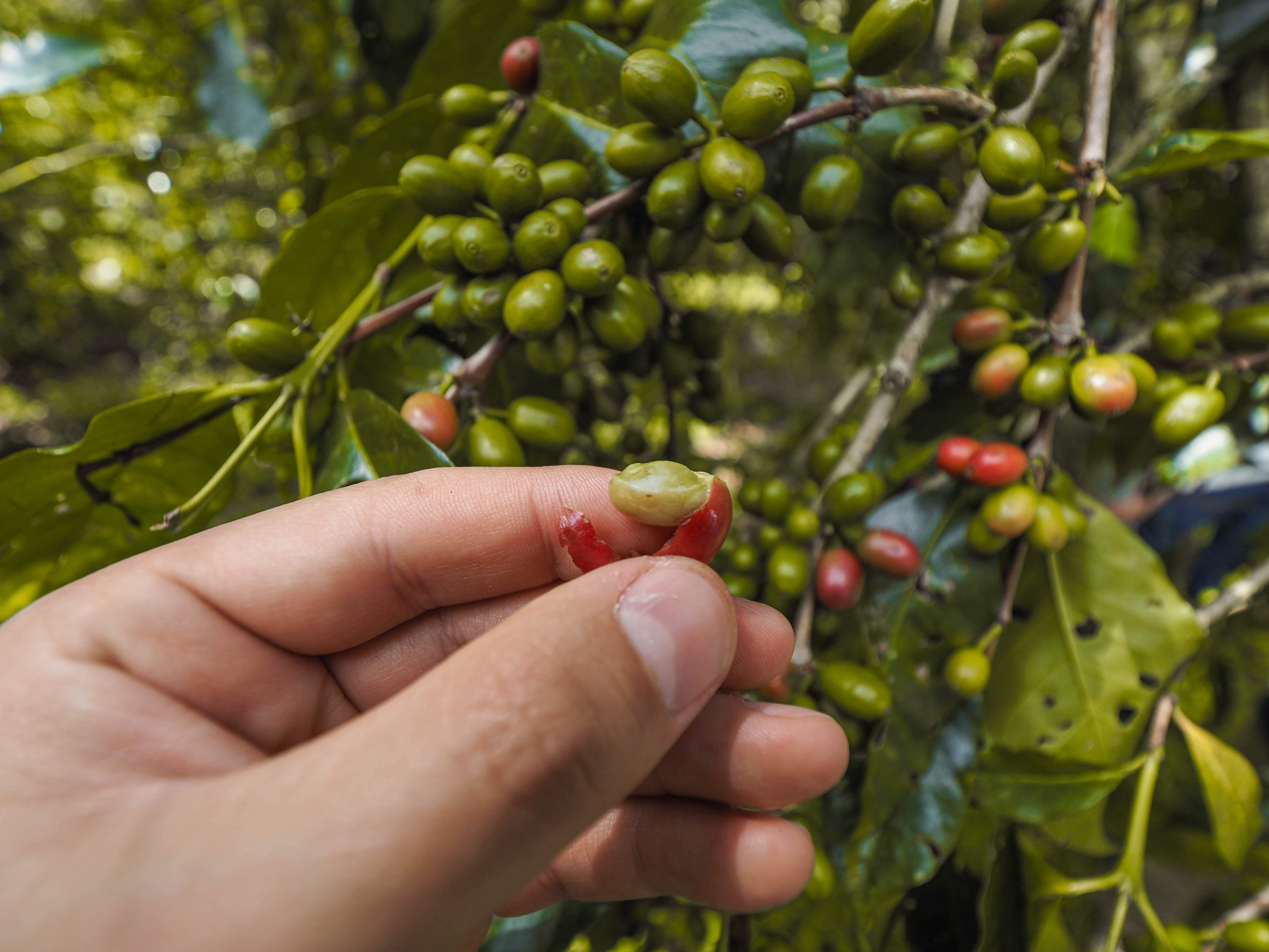 ETHIOPIA ANASORA DEGFA WASHED 1KG