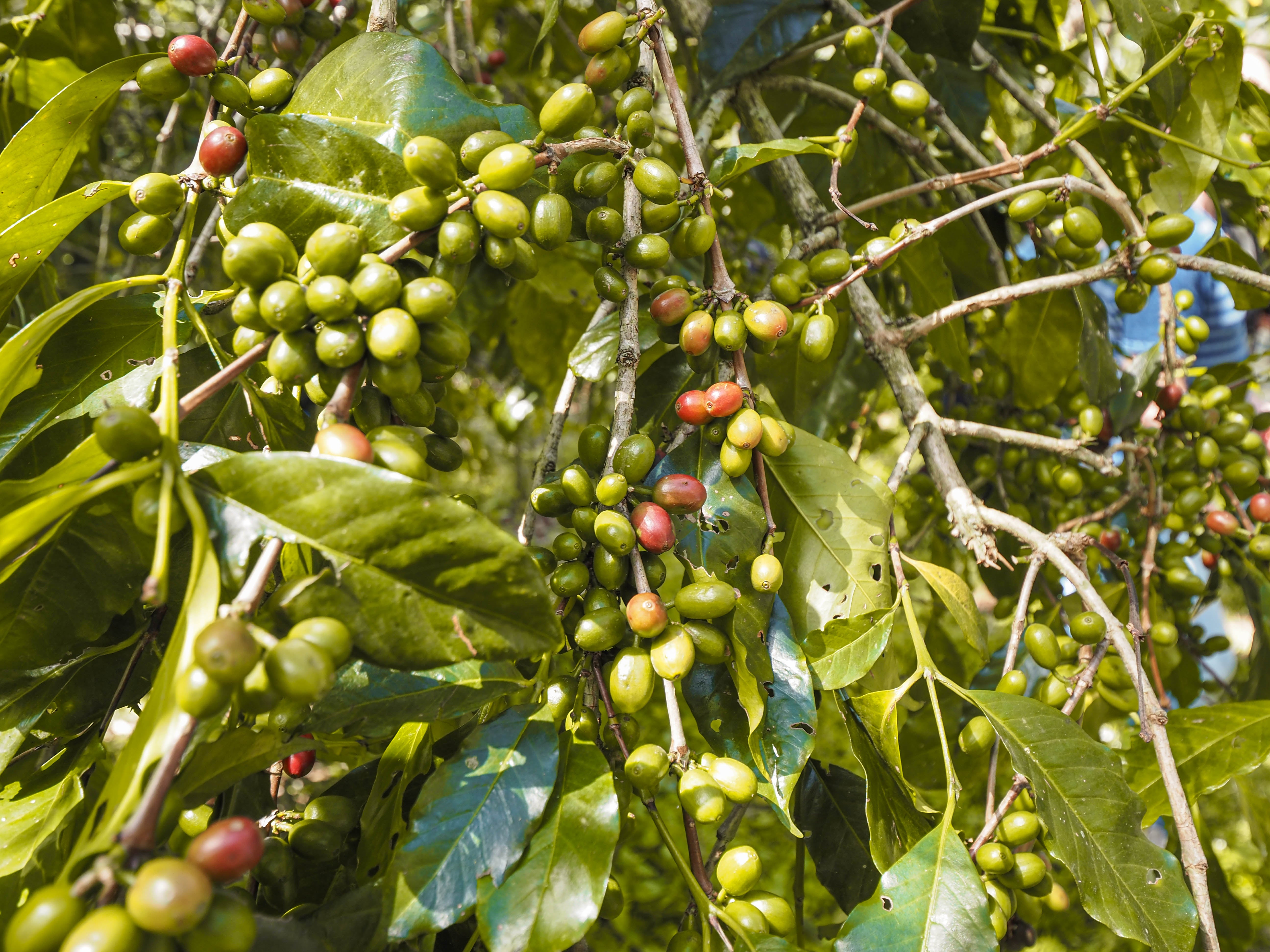 ETHIOPIA ANASORA DEGFA WASHED 1KG