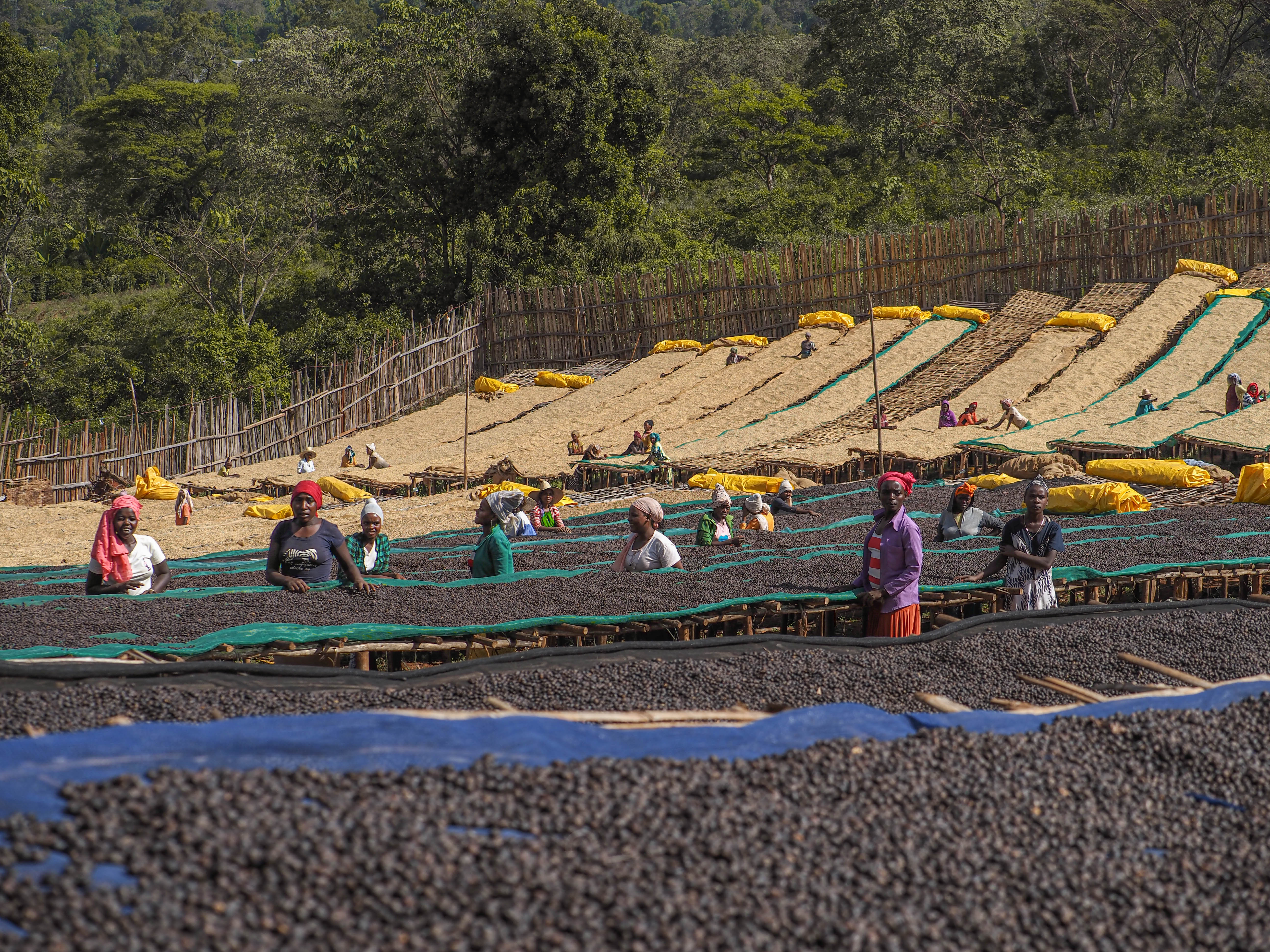 ETHIOPIA ANASORA DEGFA WASHED 1KG