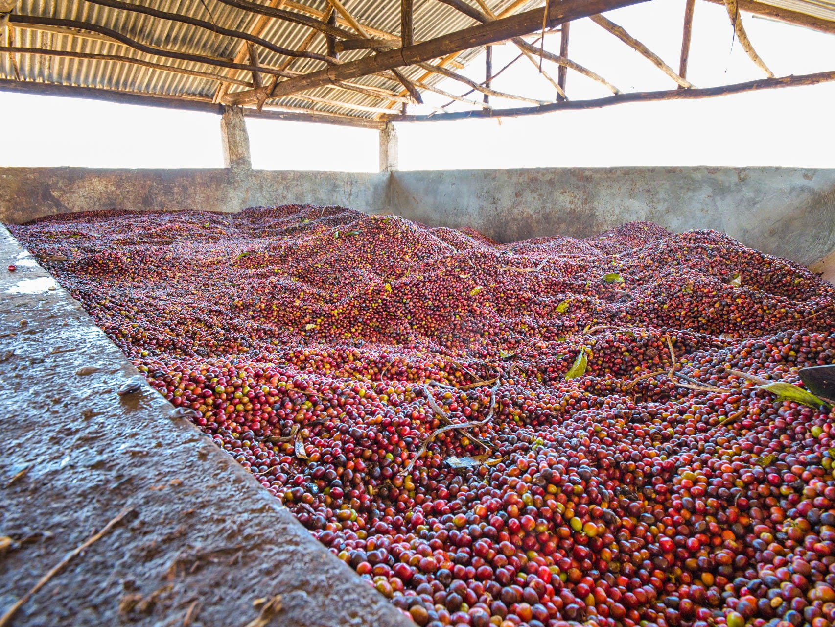 ETHIOPIA ANASORA DEGFA WASHED 1KG