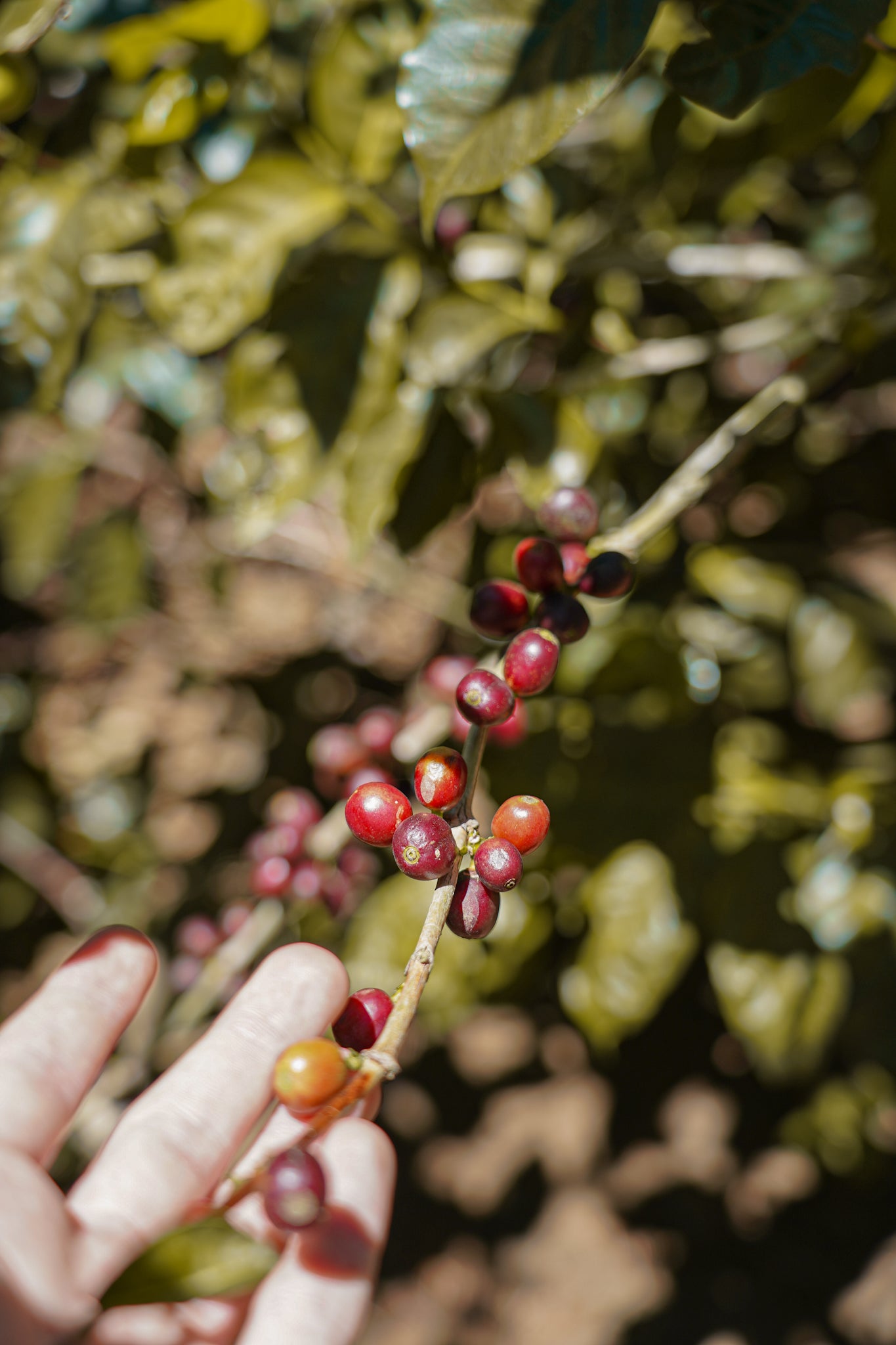 COSTA RICA STARMAYA ALEJO CASTRO 250G