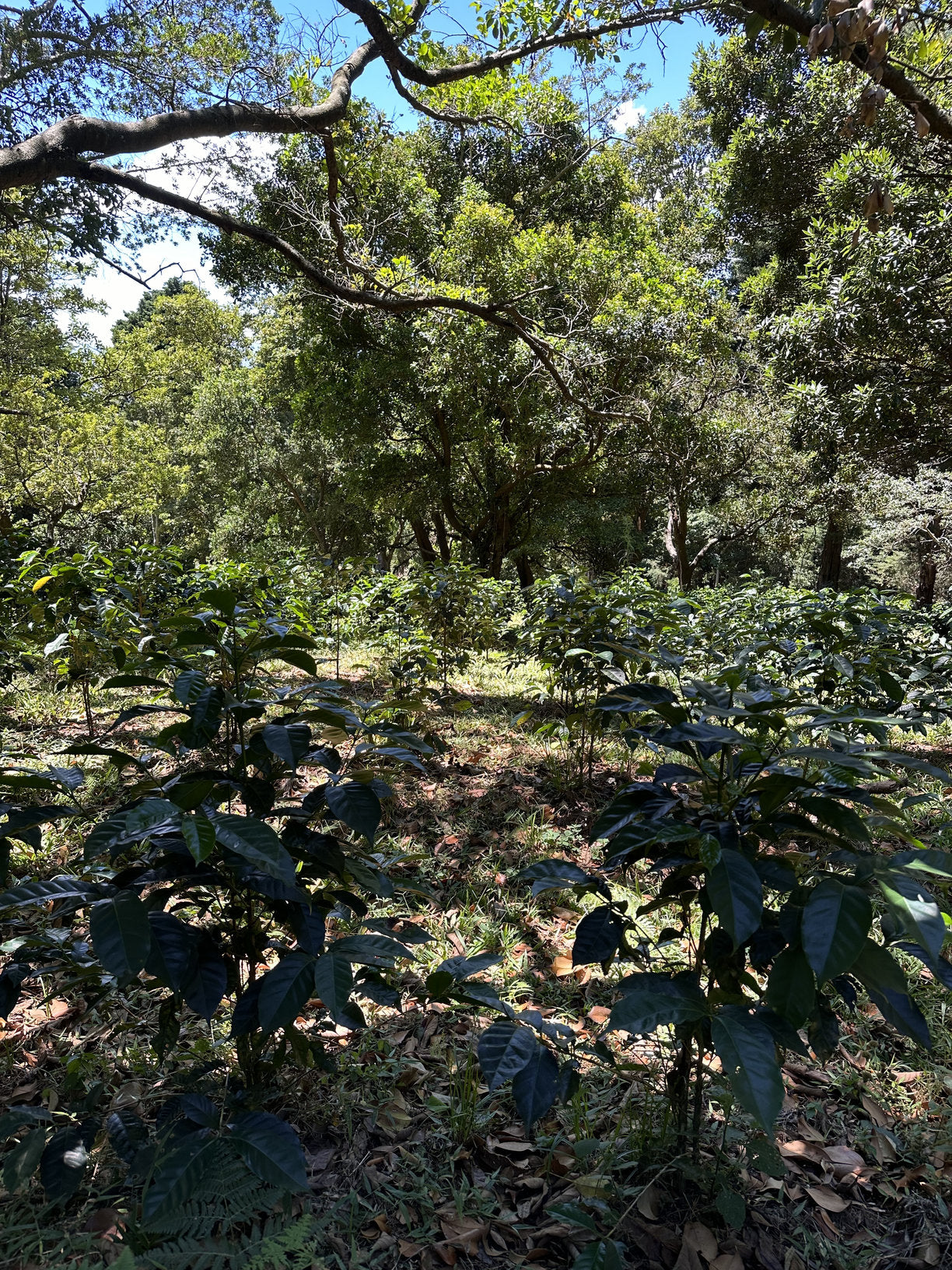 COSTA RICA LA ABEJA 250G