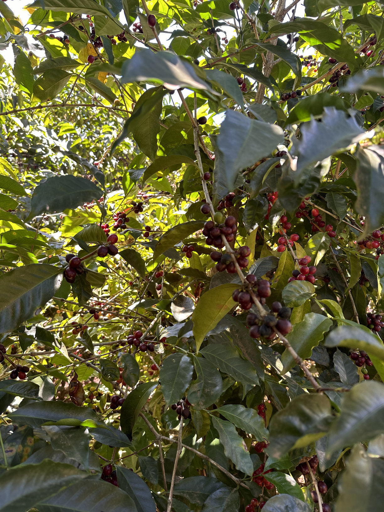 COSTA RICA LA ABEJA 250G