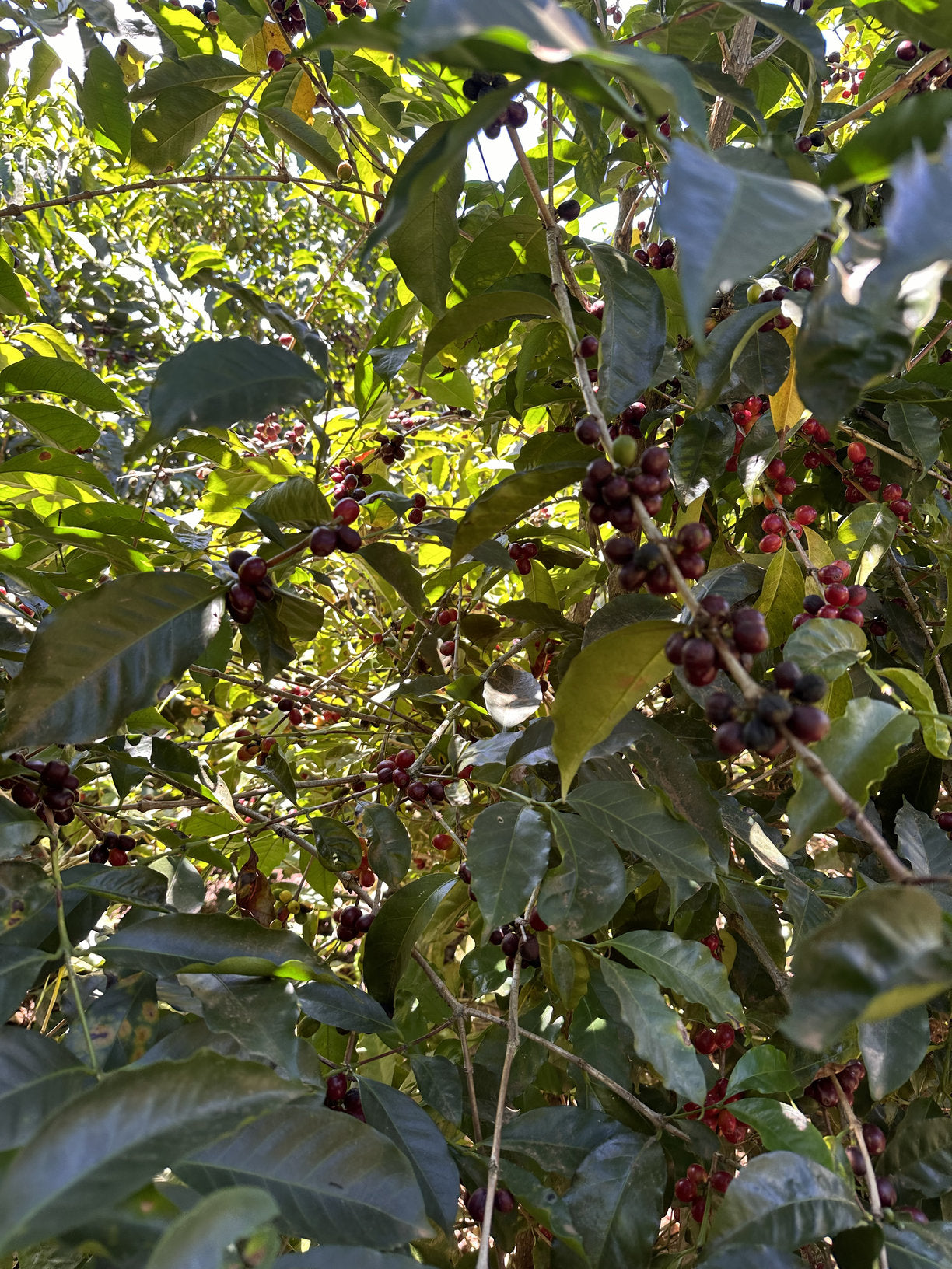 COSTA RICA LA ABEJA 250G