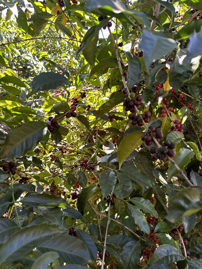 COSTA RICA LA ABEJA 250G