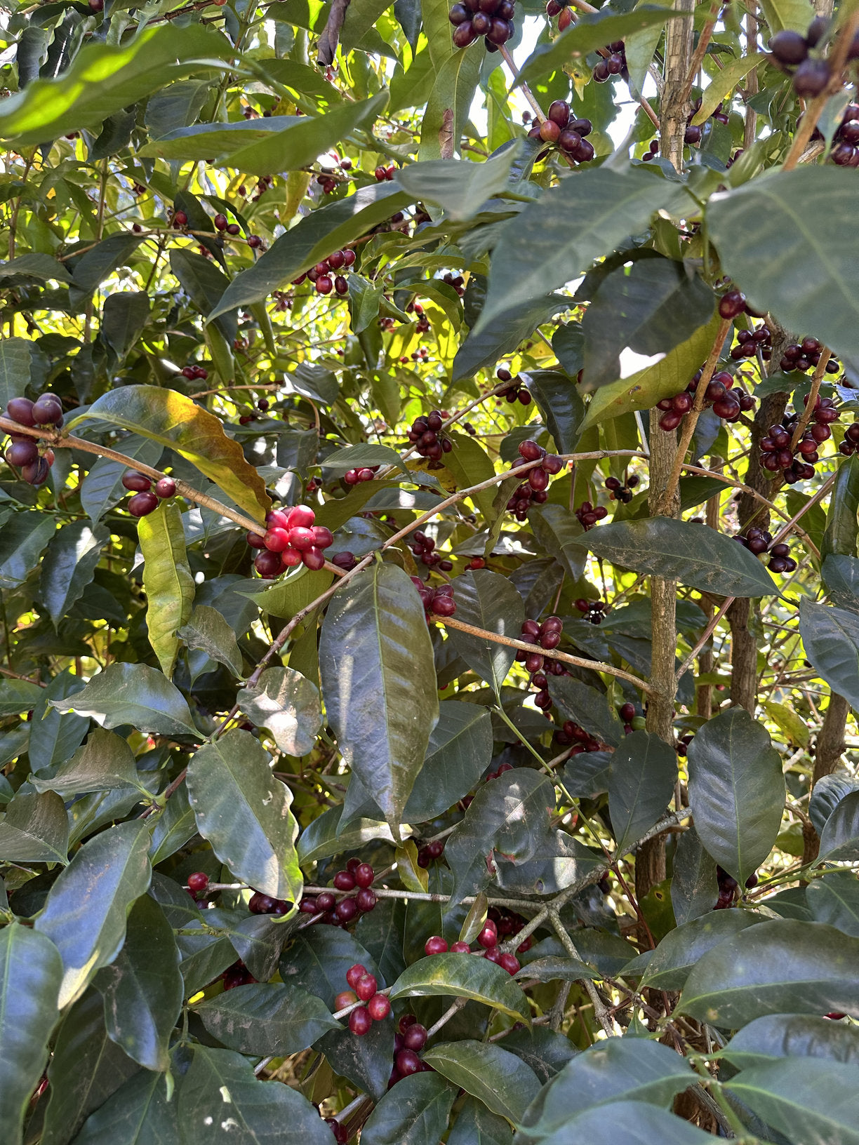 COSTA RICA LA ABEJA 250G