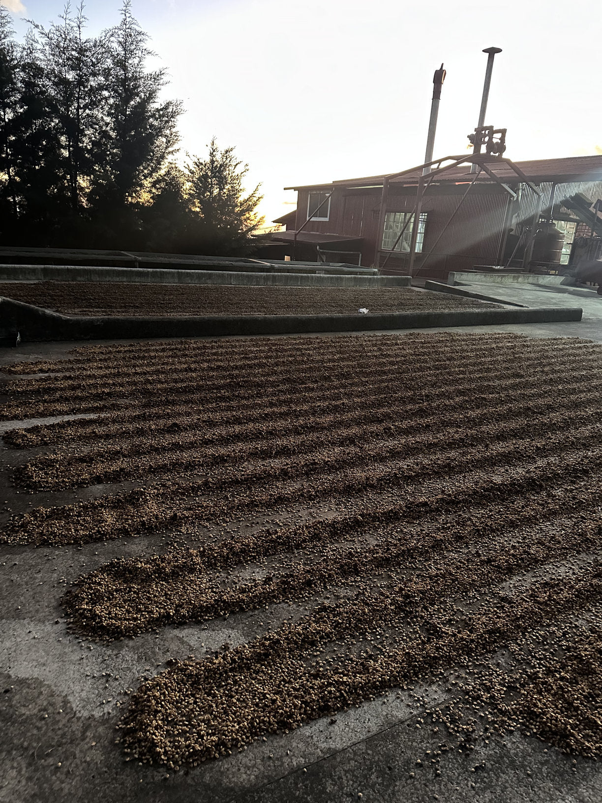 COSTA RICA LA ABEJA 250G