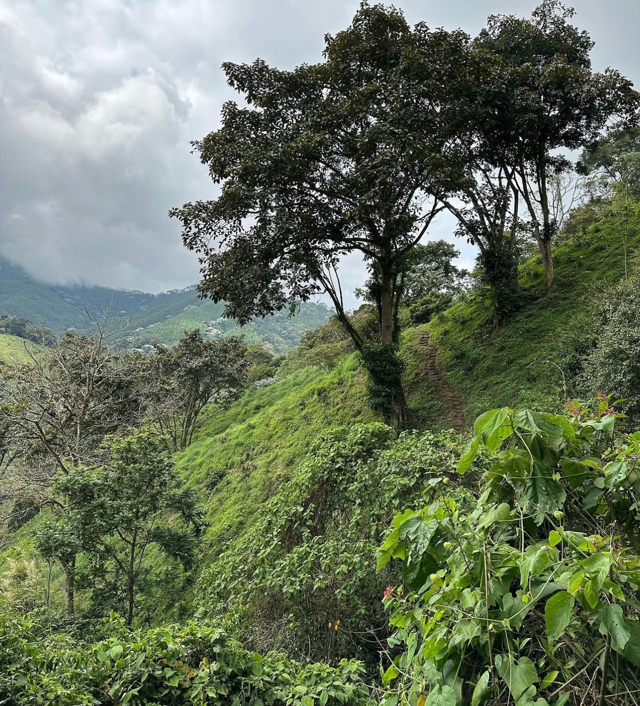 COLOMBIA PANELA DIAMANTE 1KG