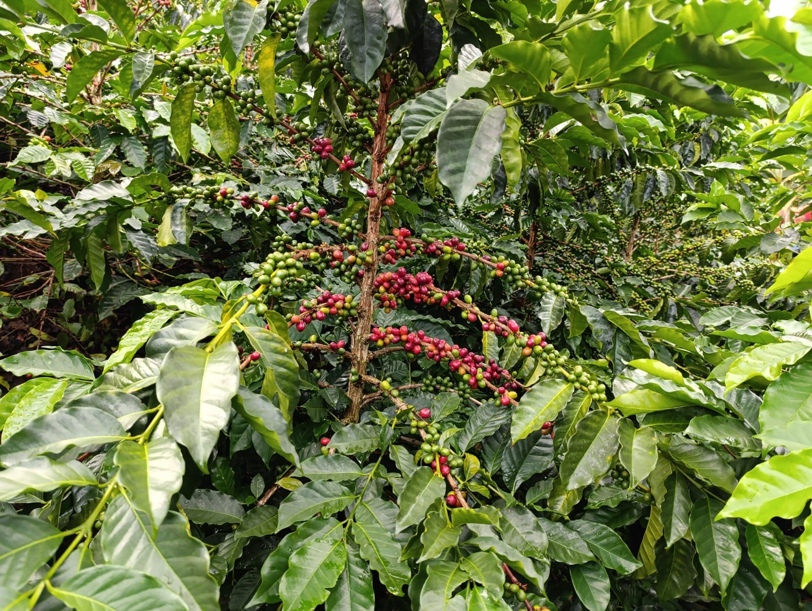 COLOMBIA COCO RIVIERA 250G