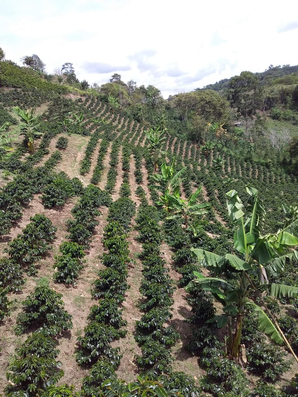 COLOMBIA COCO RIVIERA 250G