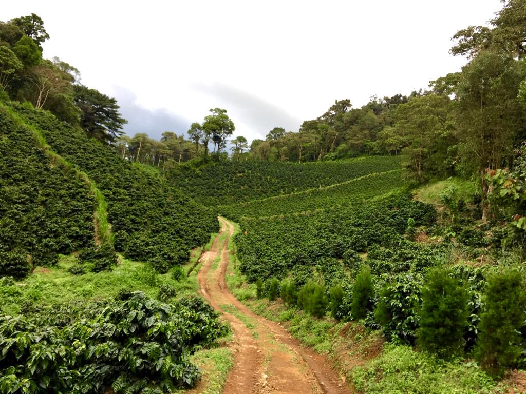 NICARAGUA MAMA MINA 250G