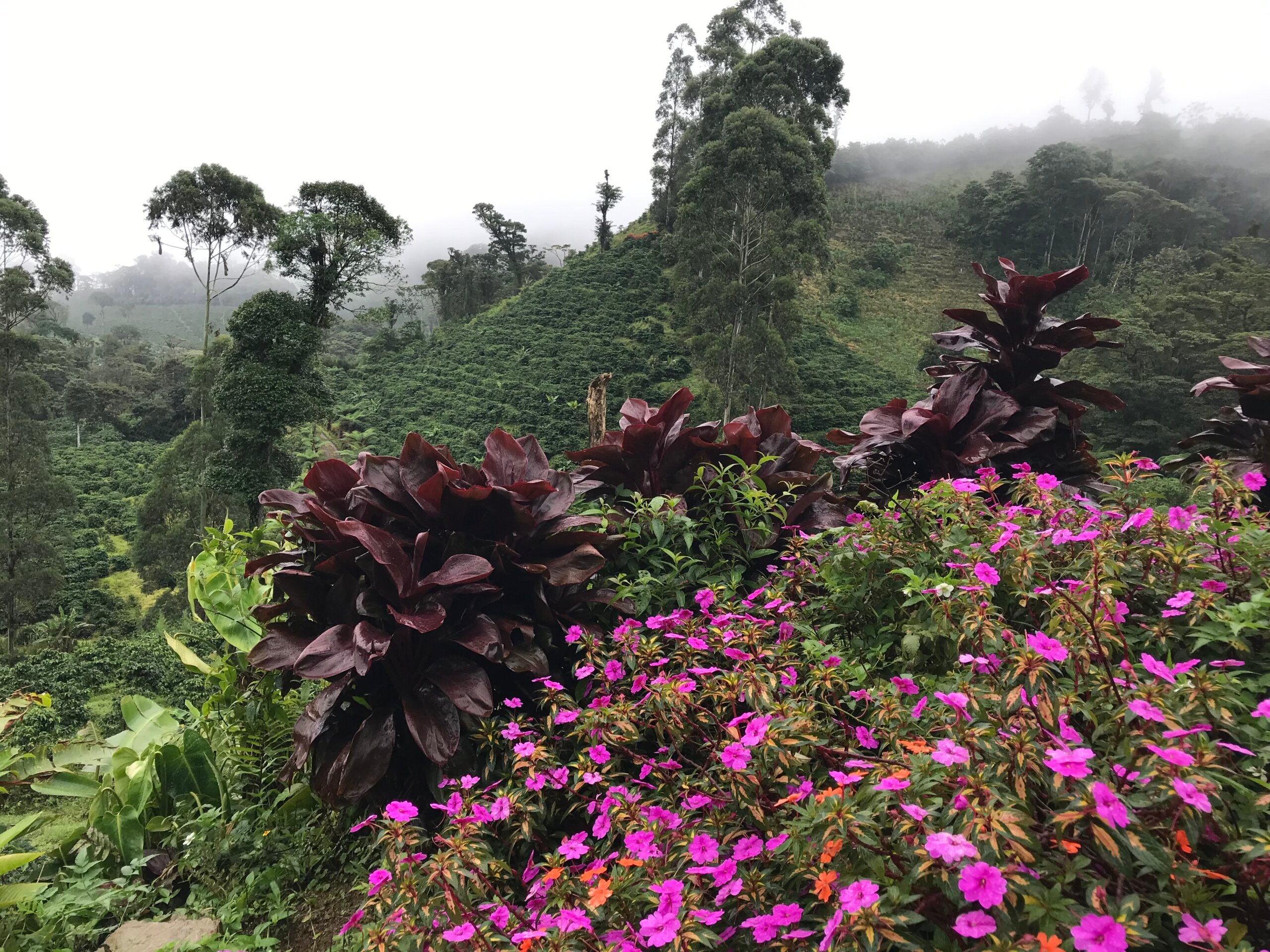 NICARAGUA MAMA MINA 250G