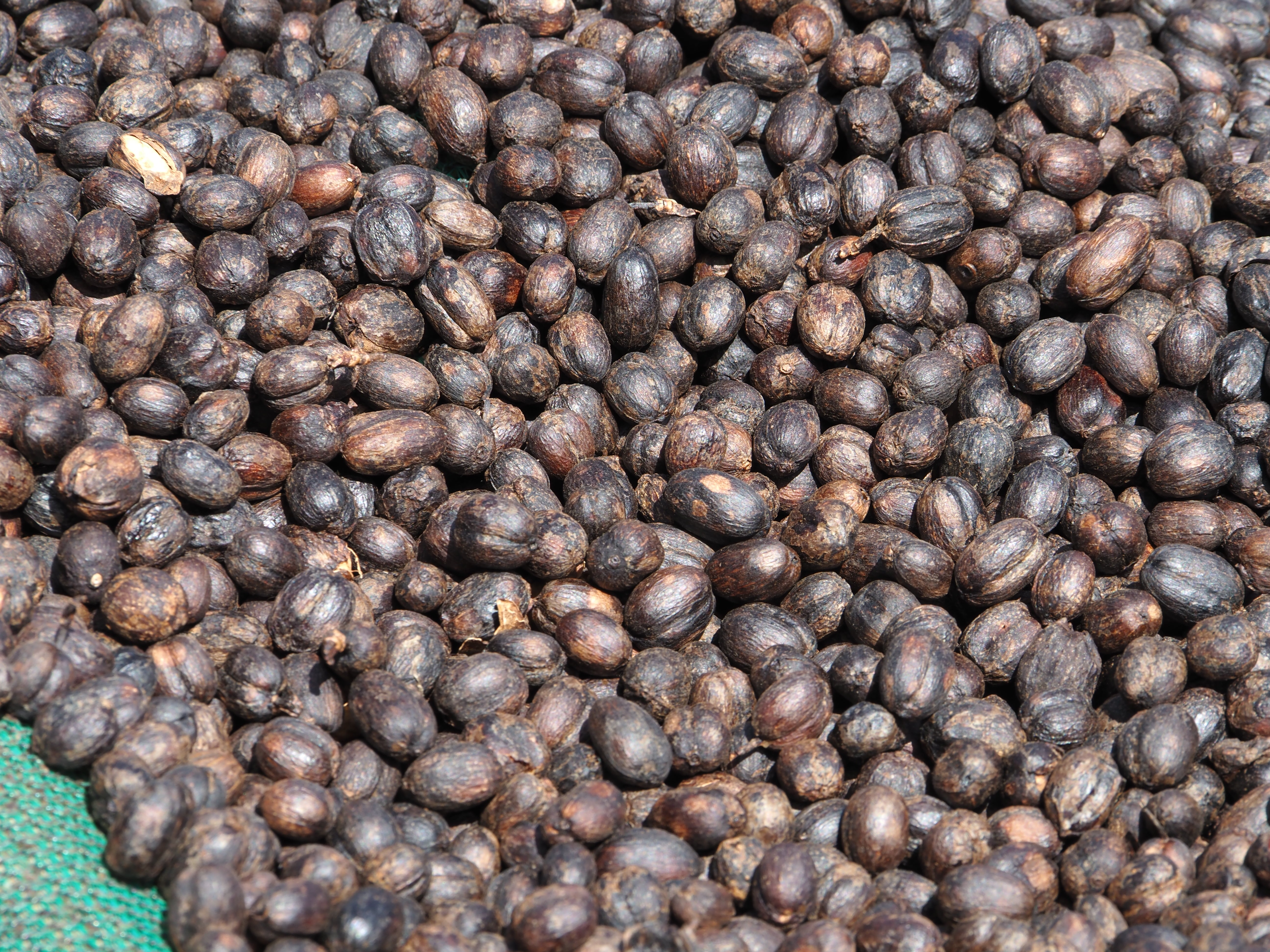 ETHIOPIA GUJI SHAKISO 1KG