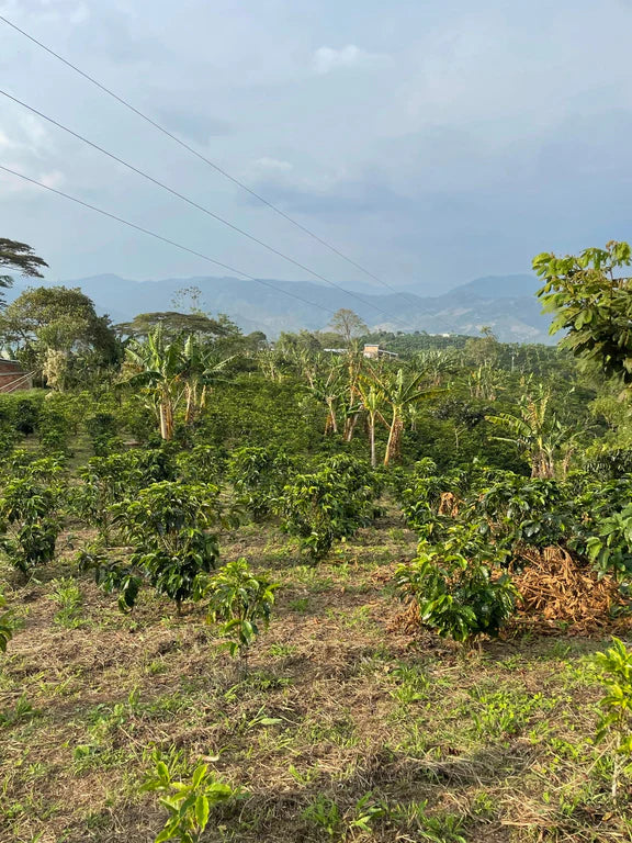 COLOMBIA CANARY MELON 250g