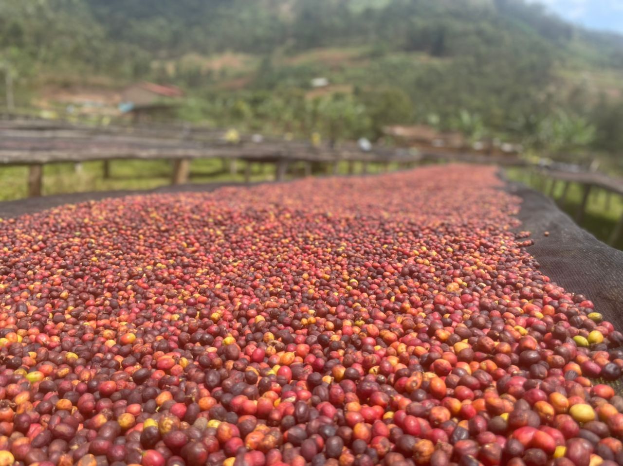 RWANDA KININI WOMEN 250G