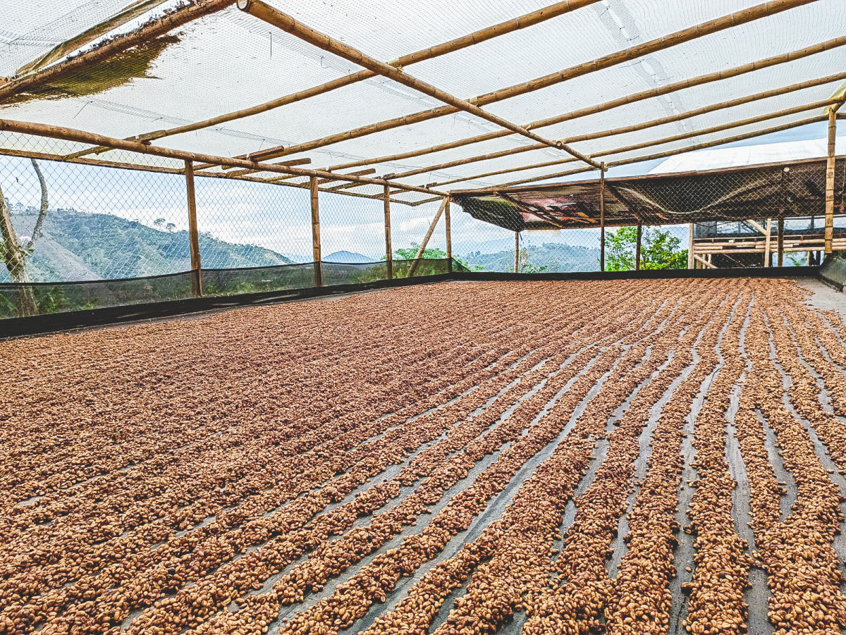 COLOMBIA PEACH GEISHA LOS PATIOS 1KG