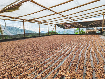 COLOMBIA PEACH GEISHA LOS PATIOS 250G