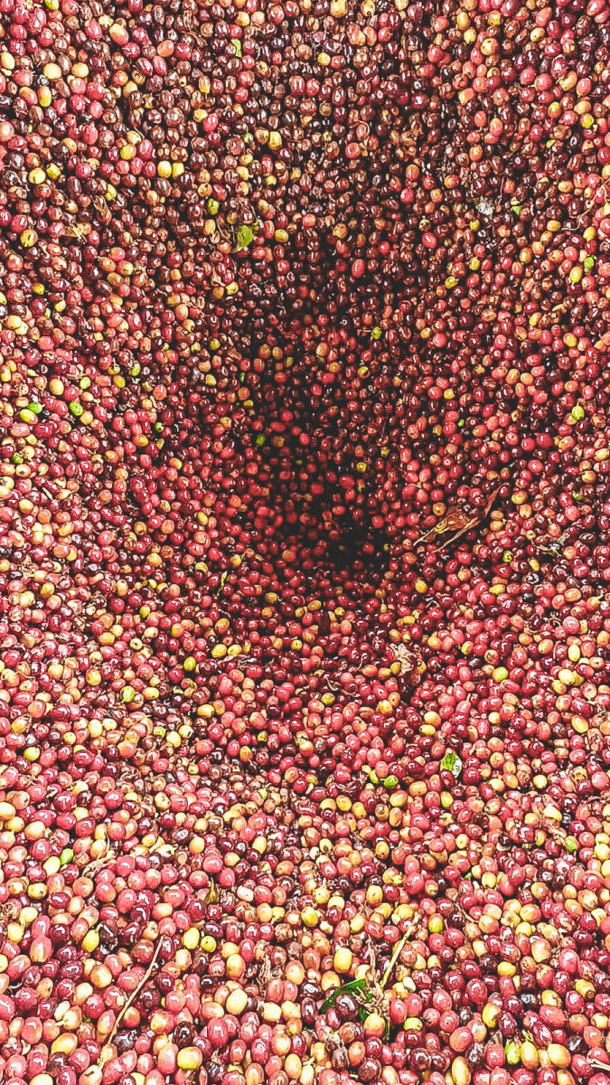 COLOMBIA PEACH GEISHA LOS PATIOS 1KG