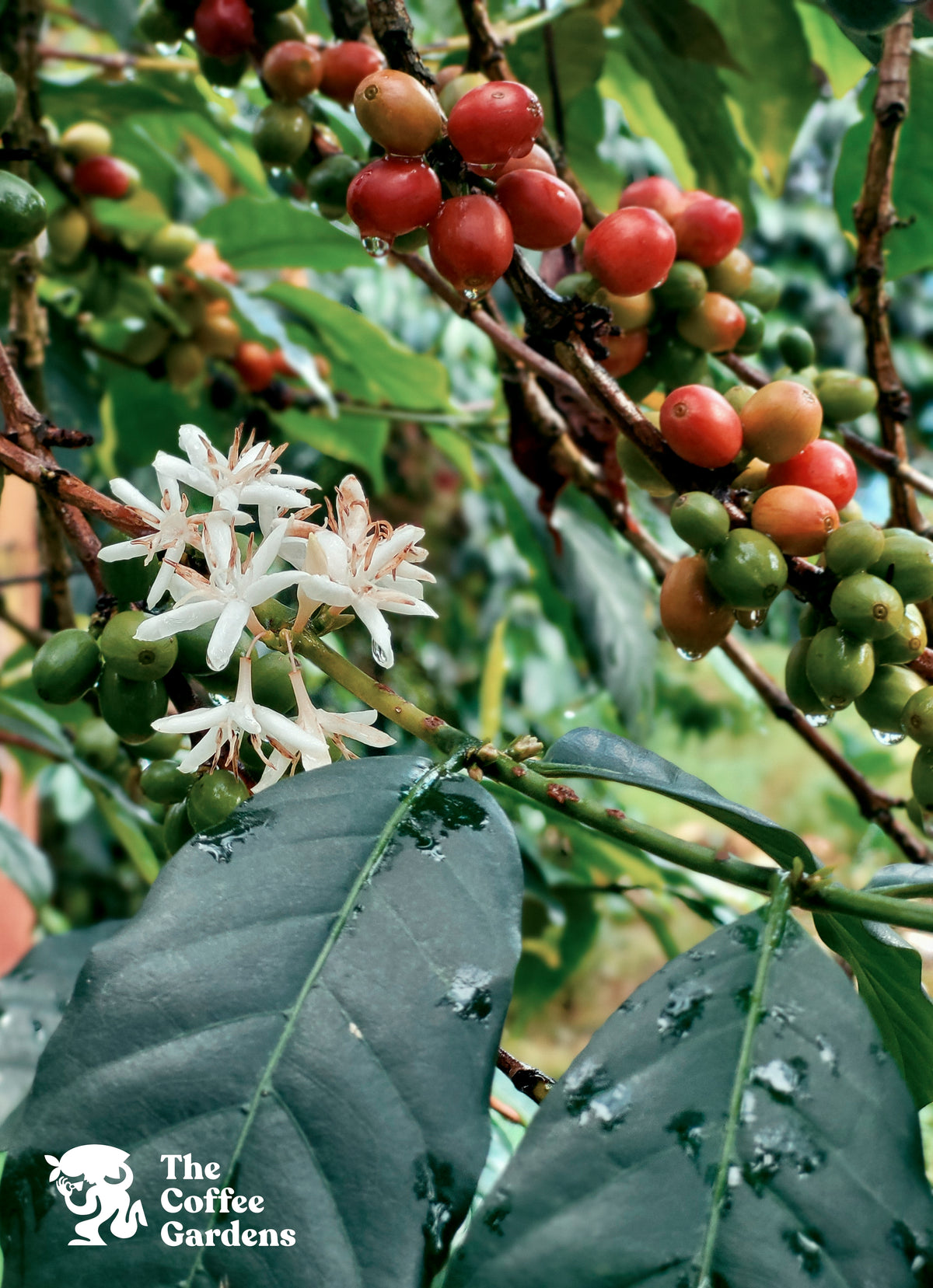 UGANDA GOMBE GARDENS 250G