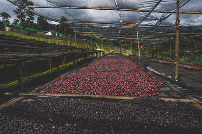 ETHIOPIA RUMUDAMO ANAEROBIC WASHED 200G