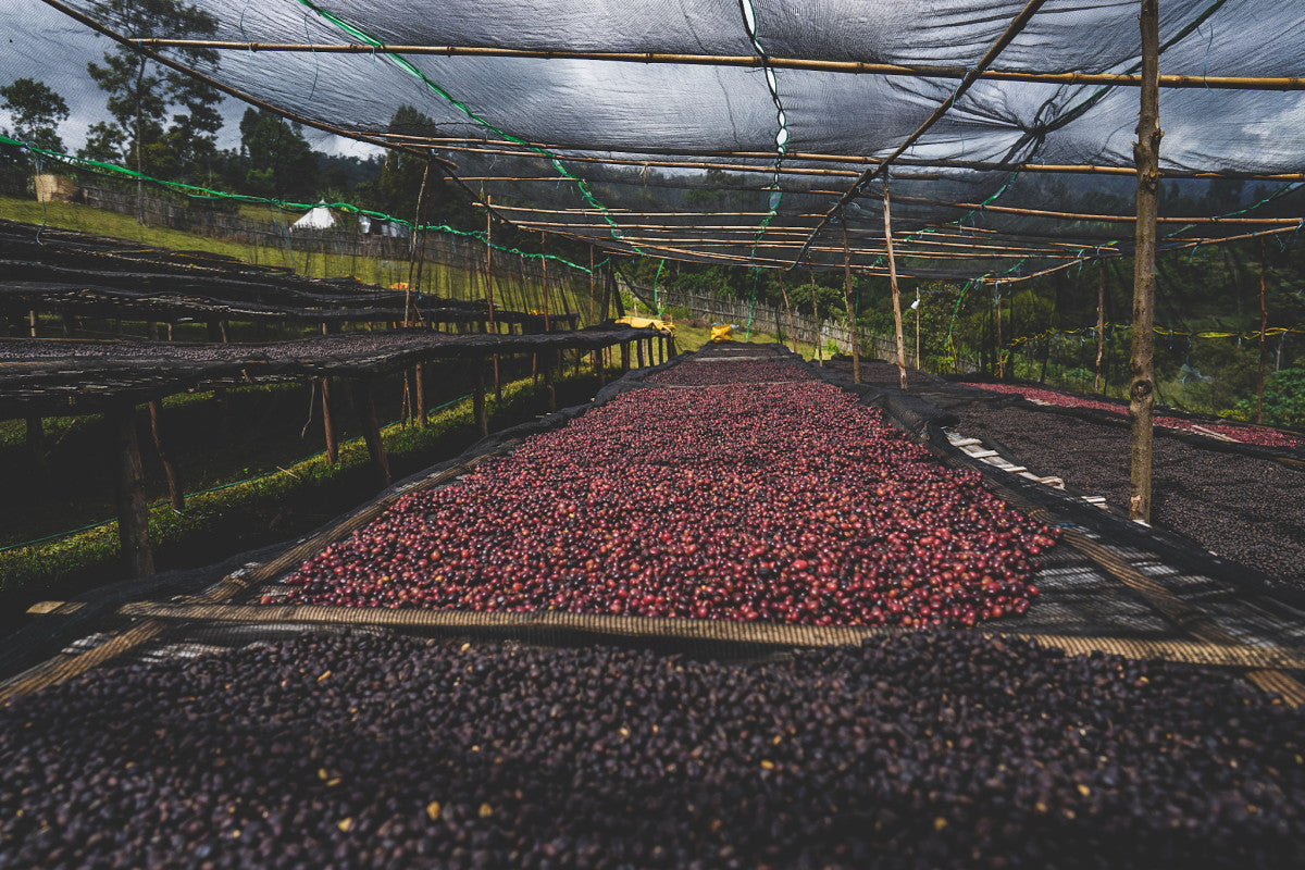 ETIOPIA RUMUDAMO ANAEROBIC WASHED 1KG