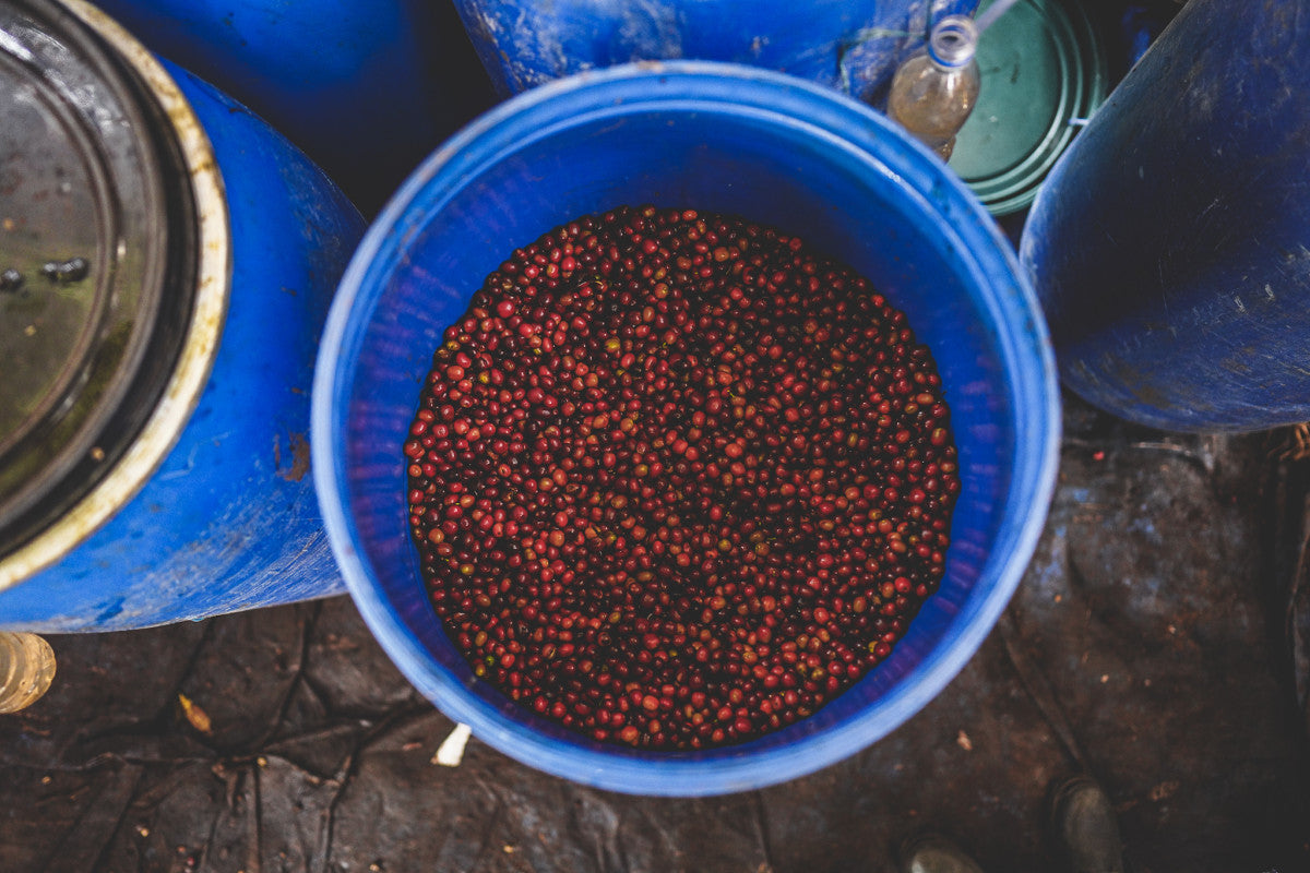 ETIOPIA RUMUDAMO ANAEROBIC WASHED 1KG