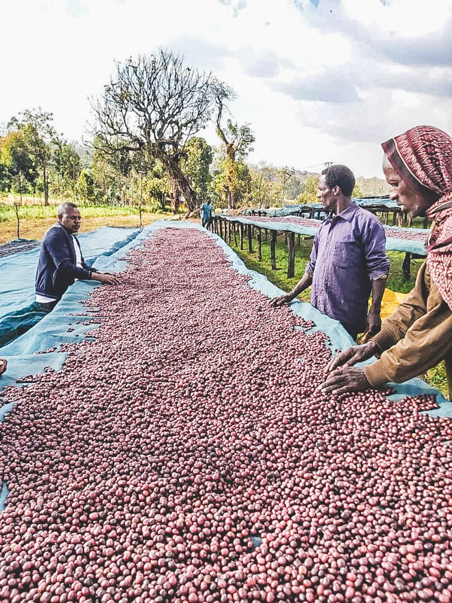 ETIOPIA DANCHE HYDRO HONEY 200G