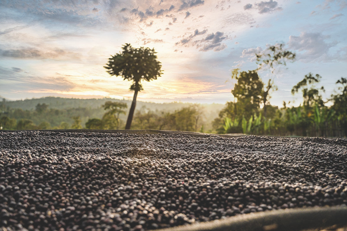 ETIOPIA DANCHE HYDRO HONEY 200G