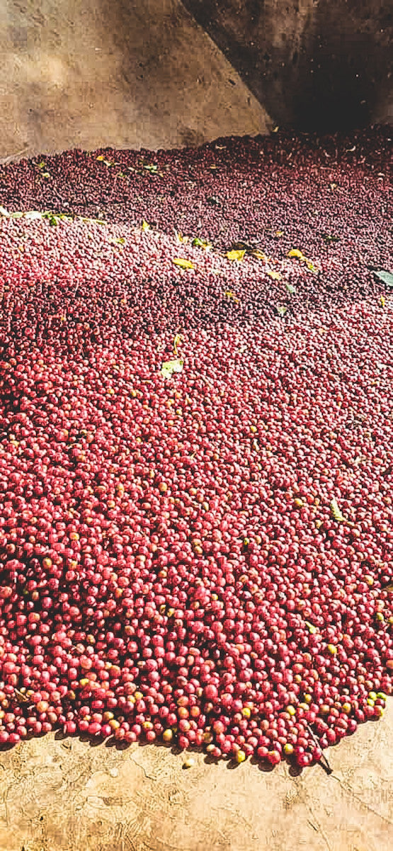 ETIOPIA DANCHE HYDRO HONEY 200G