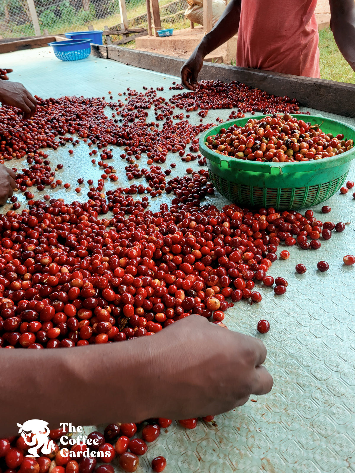 UGANDA GOMBE GARDENS 250G