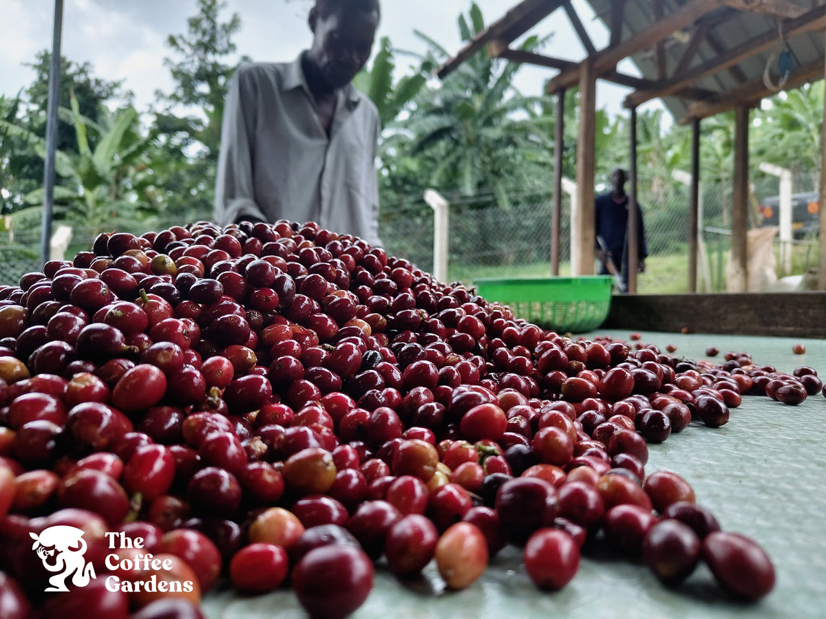 UGANDA GOMBE GARDENS 250G