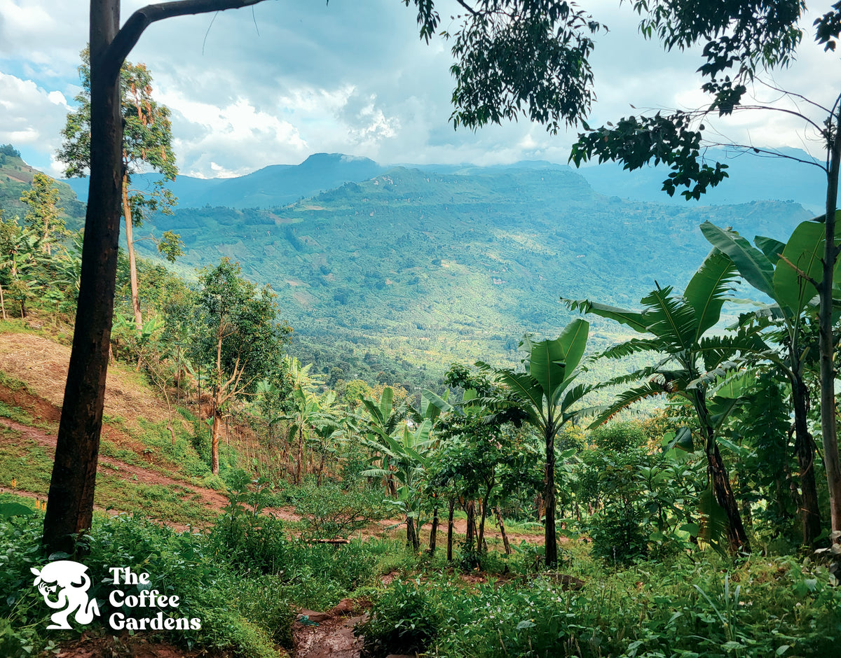 UGANDA GOMBE GARDENS 250G