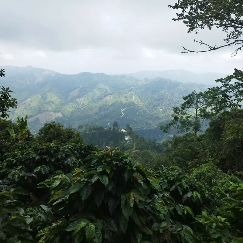 COLOMBIA GEISHA DUCUARA 250G